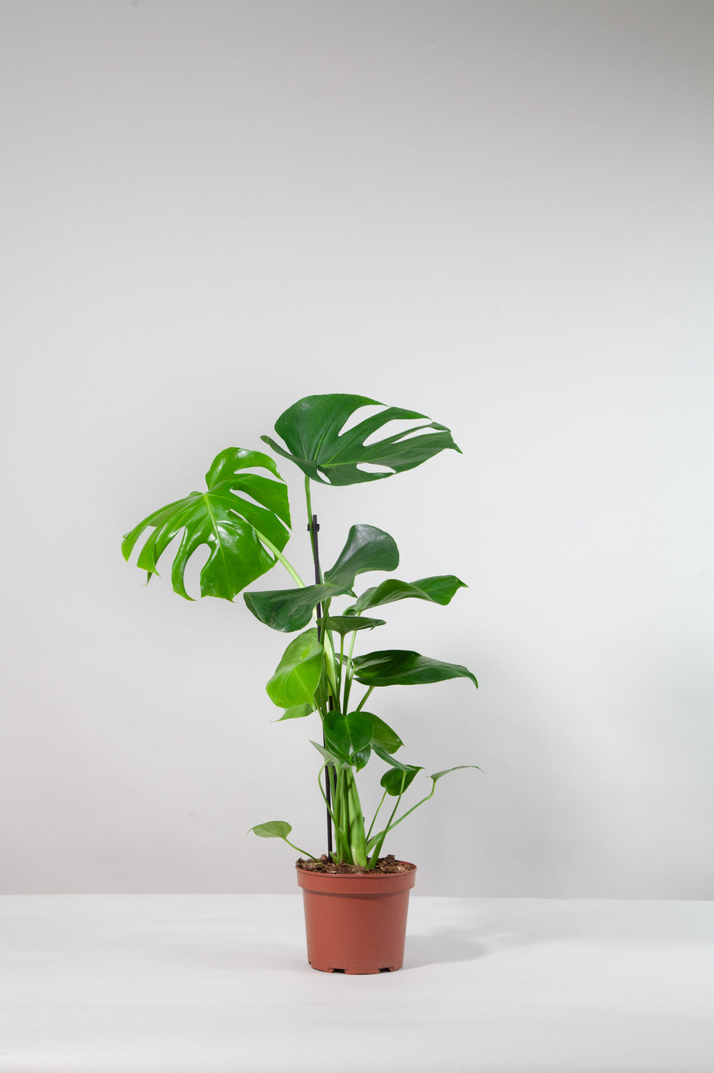files/IndoorPlants-StudioShots13.11.2023-494.jpg